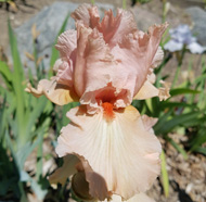 Erleen Richeson